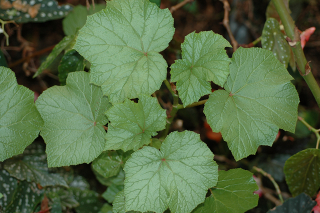B. ‘RB Shrub green’